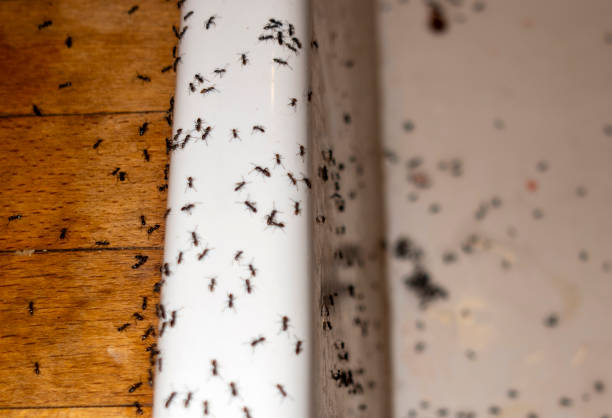 Best Local Pest Control Services  in Dover, OH