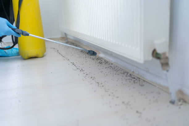 Best Local Pest Control Services  in Dover, OH
